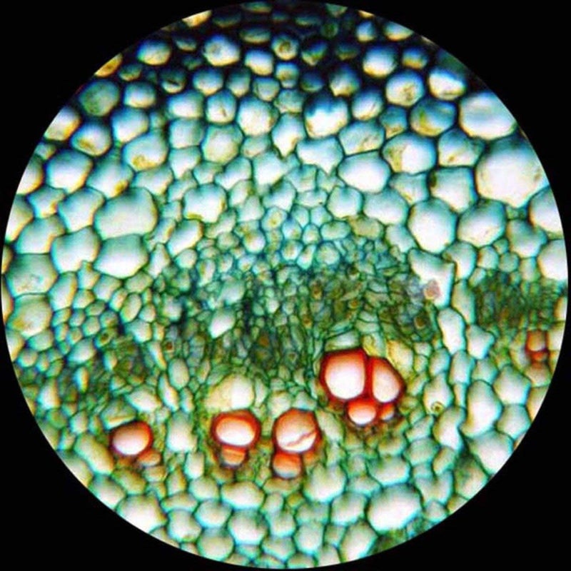AmScope AmScope PS50 Prepared Microscope Slide Set for Basic Biological Science Education 50 Slides Includes Fitted Wooden Case  - Image 4