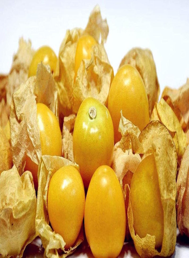 جي جوت 20 قطعة من بذور فيزاليس بيروفيانا، ثمار صفراء صغيرة مستديرة مزروعة في فناء خارجي، رائحة حلوة محبوبة من قبل جميع البستانيين العائليين - Image 2