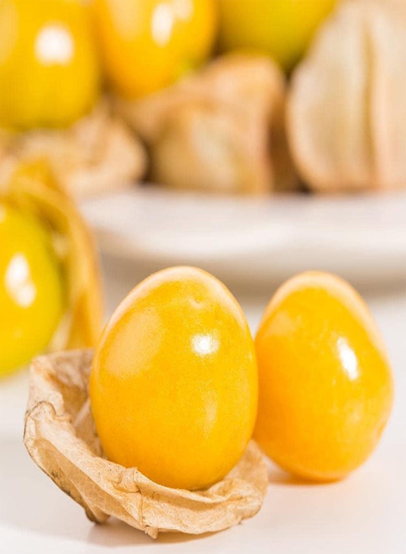 جي جوت 20 قطعة من بذور فيزاليس بيروفيانا، ثمار صفراء صغيرة مستديرة مزروعة في فناء خارجي، رائحة حلوة محبوبة من قبل جميع البستانيين العائليين - Image 1