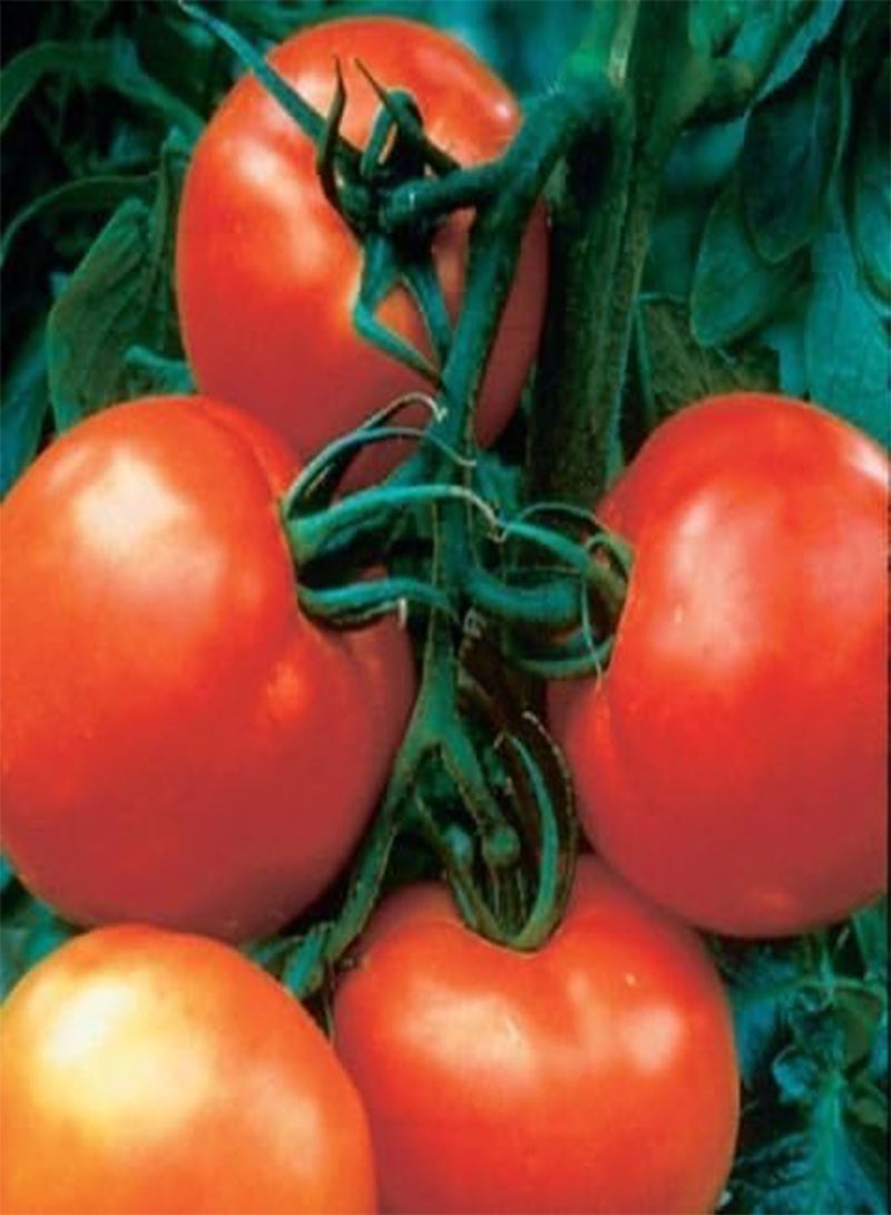 GGOOT 10 Cobra Tomato Seeds, A premier greenhouse tomato.Very productive - Image 2