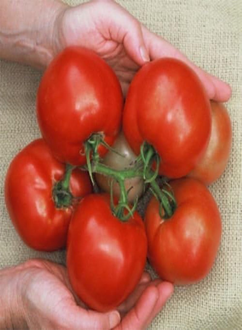 GGOOT 10 Cobra Tomato Seeds, A premier greenhouse tomato.Very productive - Image 1