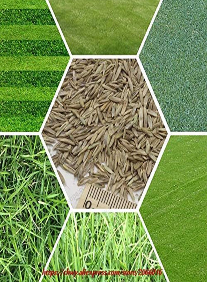 GGOOT Semi di erba da Campo in erba Golf Campi da Calcio Villa Grado Speciale Semi di Prato sempreverde 200pz Fiori e semi di alta qualità 