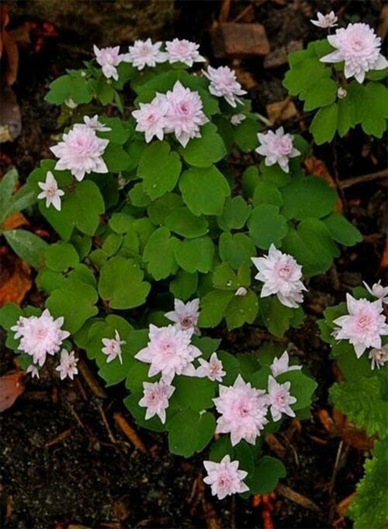 GGOOT Flowering Perennials Plants (PKD) Bare Root, Rue Anemone