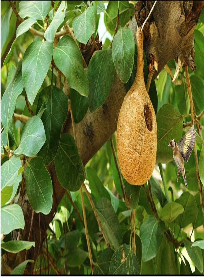LIVEONCE Coir NEST for Birds Color -Natural Size H-25 CM,W -15 CM,Pack of 2 - Image 3