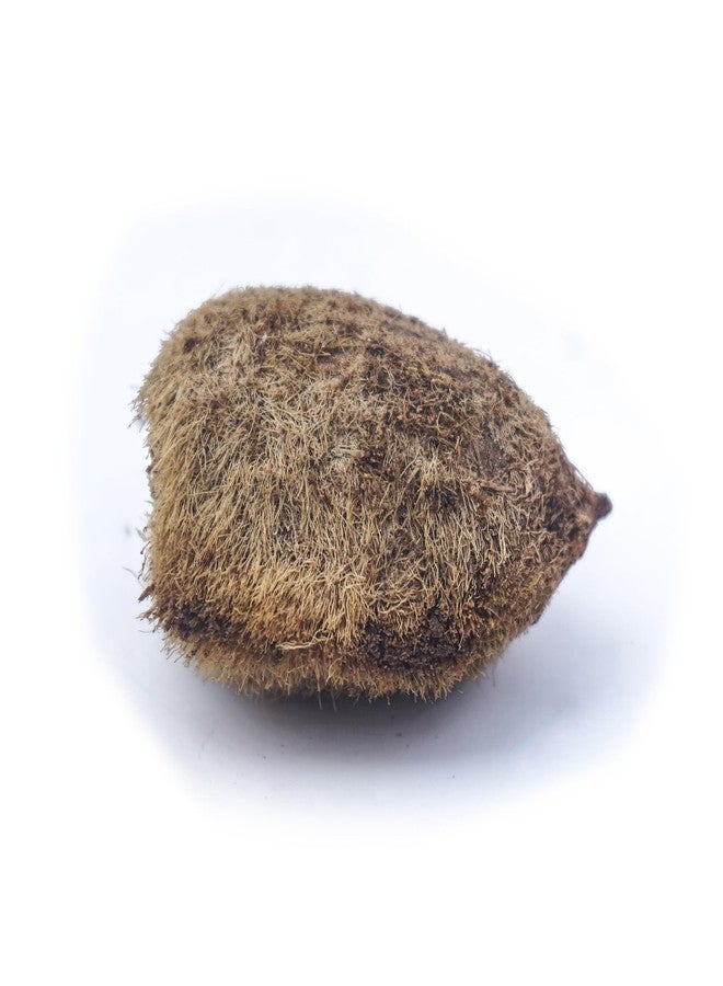 Hawai Ekakshi Nariyal One Eye Coconut for Mahalaxmi Puja, Pack of 1 - Image 1
