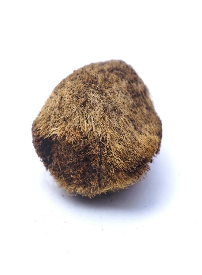 Hawai Ekakshi Nariyal One Eye Coconut for Mahalaxmi Puja, Pack of 1 - Image 2