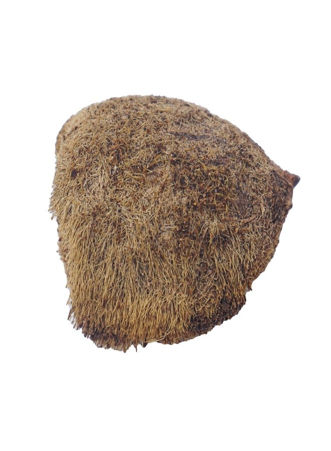 Hawai Ekakshi Nariyal One Eye Coconut for Mahalaxmi Puja, Pack of 1 - Image 5