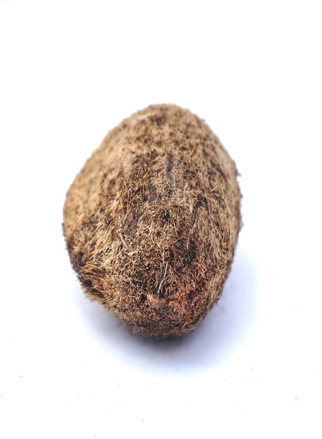 Hawai Ekakshi Nariyal One Eye Coconut for Mahalaxmi Puja, Pack of 1 - Image 4