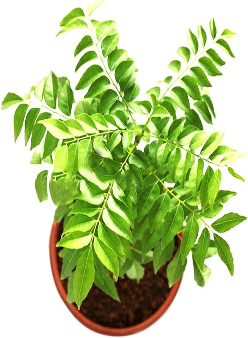 جي جوت مجموعة شتلات أوراق الكاري (400 قطعة) للحديقة في حالات الطوارئ | زراعة نباتات الأعشاب الطهوية للحدائق المنزلية (اصنعها بنفسك) | عبوة بذور الكاري 1 - Image 1