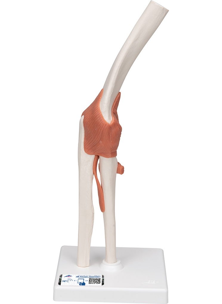 Educational Models Functional Elbow Joint Model - Elbow Joint Model - pzsku/ZD336BCC22EFB2E9481AAZ/45/_/1725722226/8eff60ef-e6af-41e4-94ea-129864783334