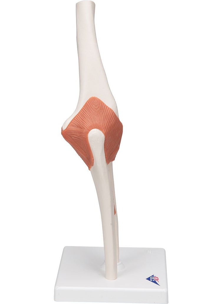 Educational Models Functional Elbow Joint Model - Elbow Joint Model - pzsku/ZD336BCC22EFB2E9481AAZ/45/_/1725722229/cd9ea6a8-b6f2-4235-bba5-c23c2315557c