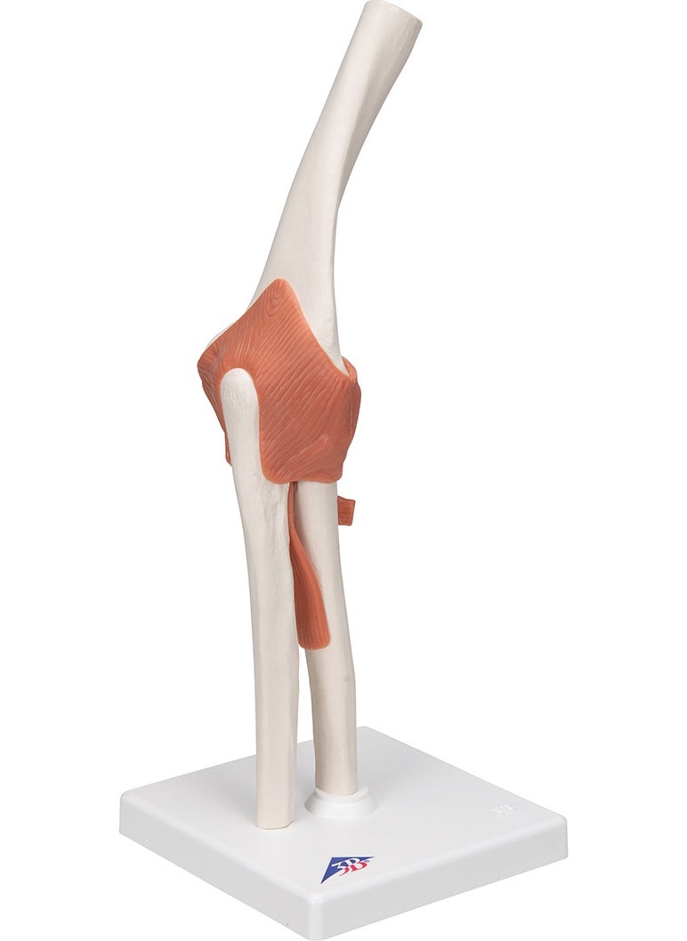 Educational Models Functional Elbow Joint Model - Elbow Joint Model - pzsku/ZD336BCC22EFB2E9481AAZ/45/_/1725722230/785f8d54-01ec-4542-aa02-9dfc41c7f106