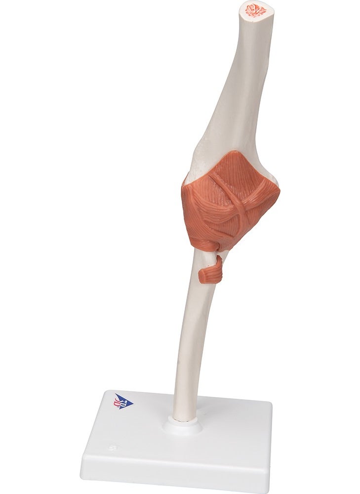 Educational Models Functional Elbow Joint Model - Elbow Joint Model - pzsku/ZD336BCC22EFB2E9481AAZ/45/_/1728061666/e159e384-27c4-41b8-a276-8b61b18d7ced