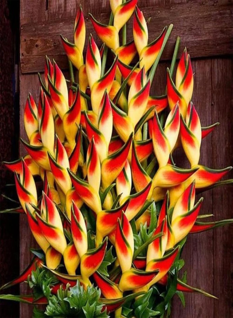 GGOOT 100 pz Heliconia seeds Pack per Outdoor   Home Garden Balcone Balcone Piante ornamentali Seedlings Kit Semi 1size