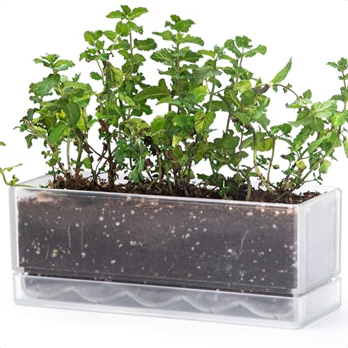 D'vine Dev 12 Inch Window Box Planter, Rectangle Plastic Herb Planter with Drainage Holes and Saucer, Indoor Succulent Cactus Vegetable Pot for Windowsill, Garden Balcony, Clear, Set of 1, 76-X-D-1 - Image 1