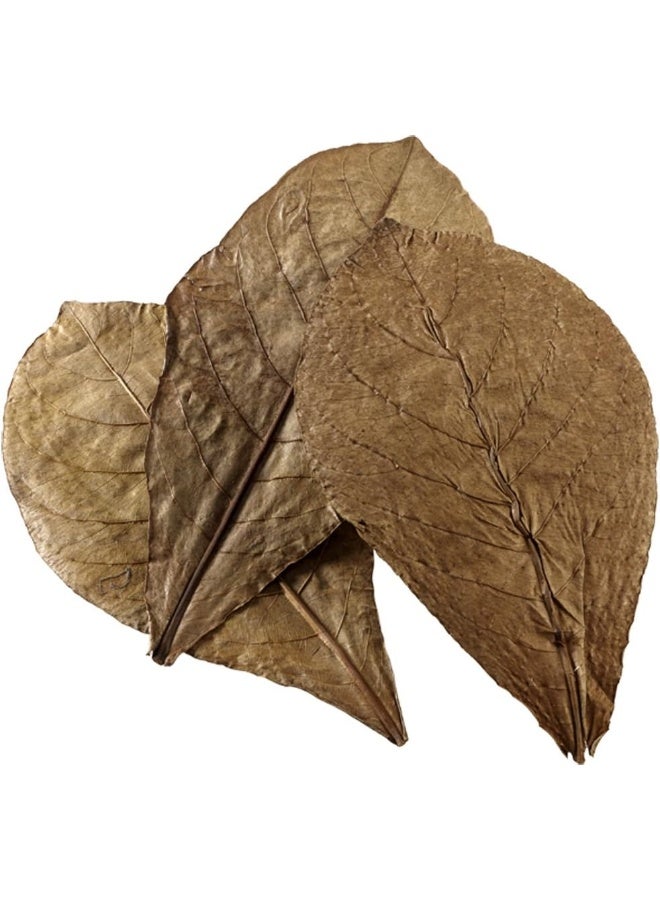 Hobby Hobby 51100 Nano Catappa Leaves, Pack of 12  - Image 1