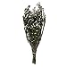 Vickerman 12-22" Natural White Phylica Bundle, 5-6 oz, Preserved - Image 2