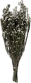 Vickerman 12-22" Natural White Phylica Bundle, 5-6 oz, Preserved - Image 1