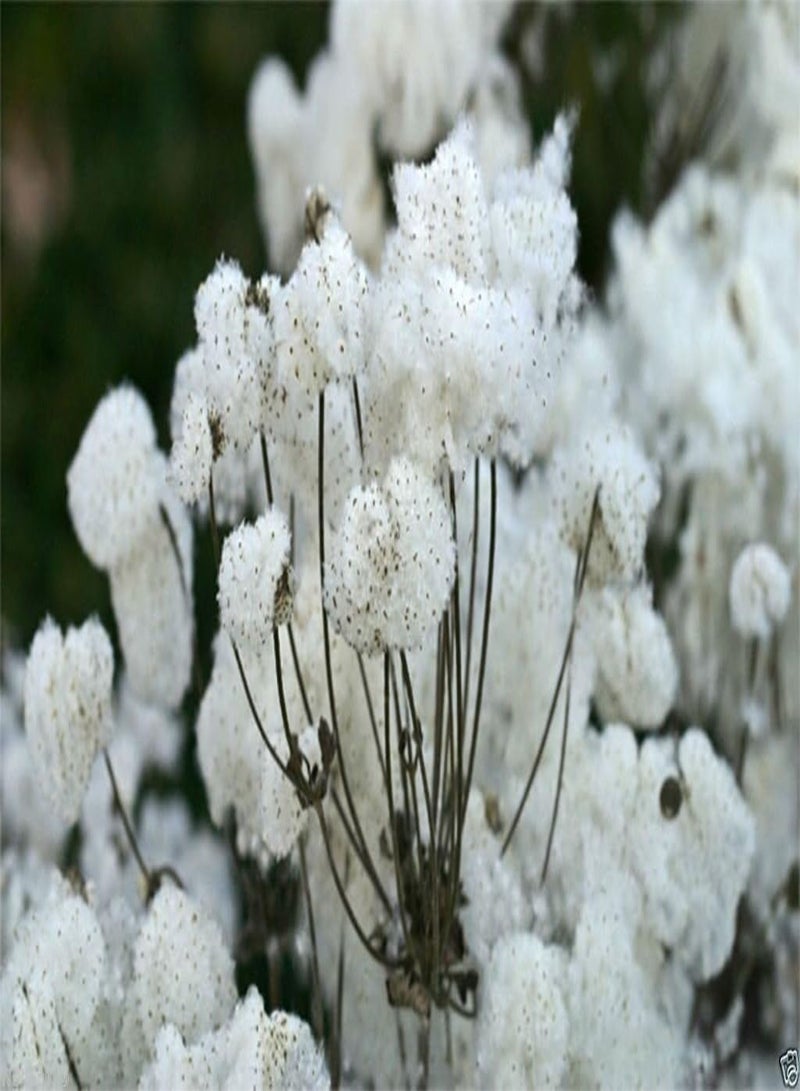 GGOOT Chinese  Seeds,Japanese Thimbleweed,(10 Seeds) - Image 3