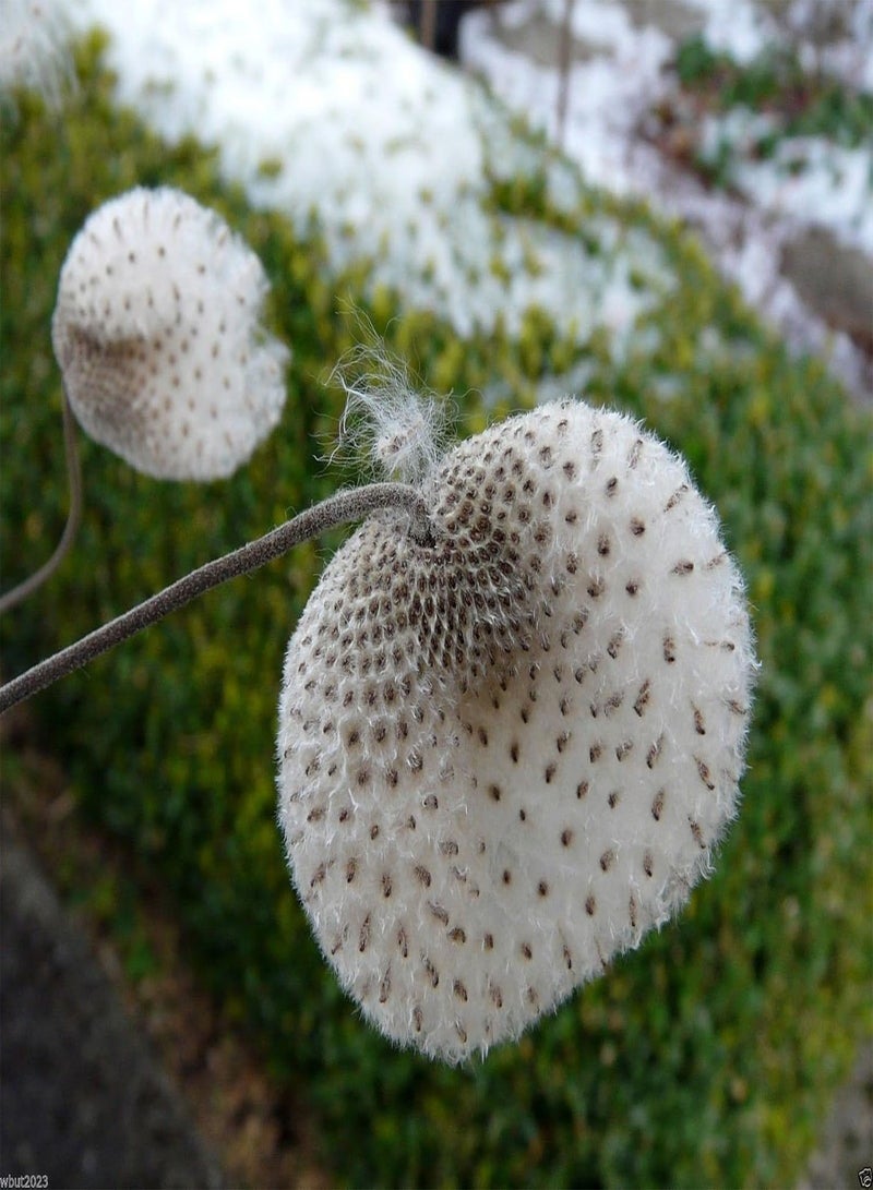 GGOOT Chinese  Seeds,Japanese Thimbleweed,(10 Seeds) - Image 2