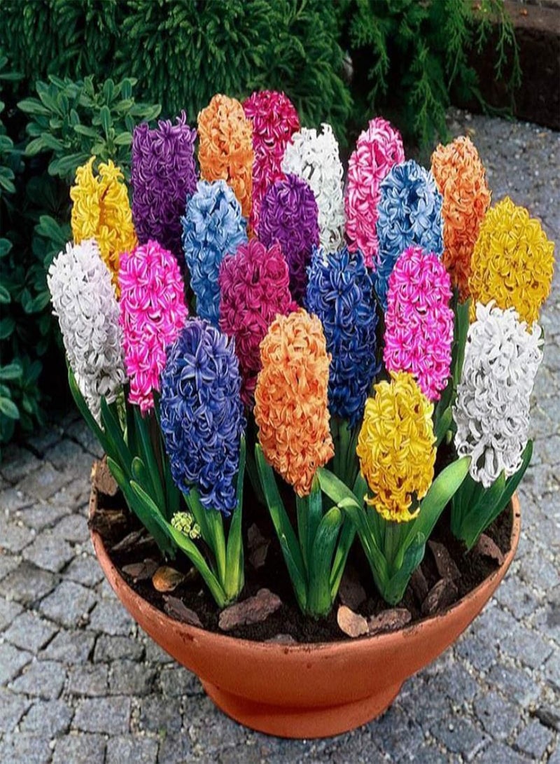 GGOOT 100Pcs Mixed Color Hyacinth Flower Seeds Spring Flowering Hyacinth seeds Bonsai Plant Home Garden Yard Decor Hyacinth Seeds - Image 3