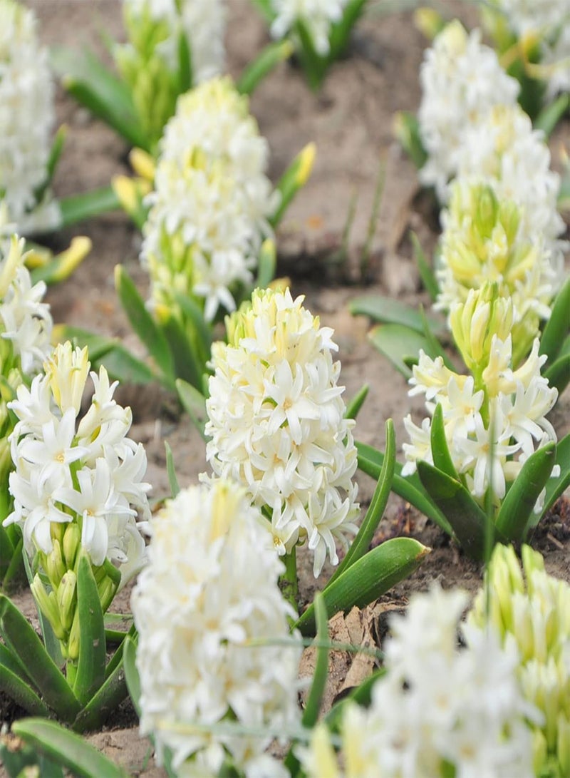 GGOOT 100Pcs Mixed Color Hyacinth Flower Seeds Spring Flowering Hyacinth seeds Bonsai Plant Home Garden Yard Decor Hyacinth Seeds - Image 5