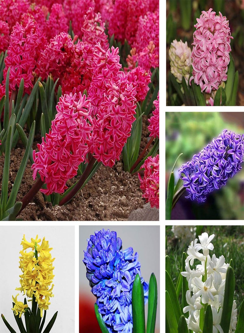 GGOOT 100Pcs Mixed Color Hyacinth Flower Seeds Spring Flowering Hyacinth seeds Bonsai Plant Home Garden Yard Decor Hyacinth Seeds - Image 1