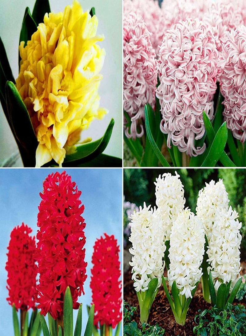GGOOT 100Pcs Mixed Color Hyacinth Flower Seeds Spring Flowering Hyacinth seeds Bonsai Plant Home Garden Yard Decor Hyacinth Seeds - Image 4
