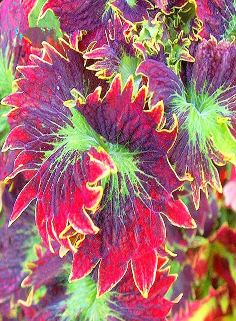 GGOOT 100Pcs/Bag Coleus Seeds,Easy to Survive Beautifying Colorful Perennial Garden Bonsai Seeds for Home Planting Garden Yard Outdoor 3 Coleus Seeds - Image 4