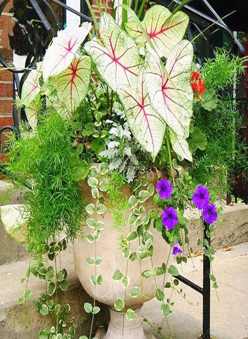 GGOOT 100Pcs/Bag Coleus Seeds,Easy to Survive Beautifying Colorful Perennial Garden Bonsai Seeds for Home Planting Garden Yard Outdoor 3 Coleus Seeds - Image 3