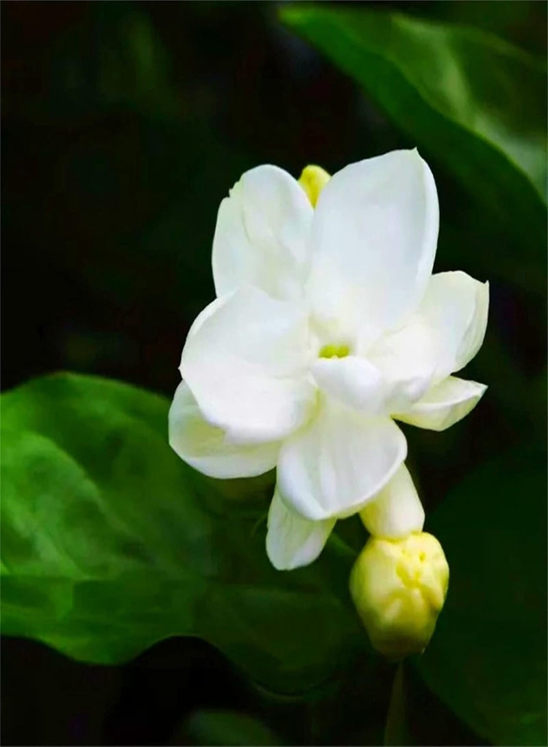 GGOOT Rare Growing Jasmine Seeds Graceful Posture Flowers Strong Decorations Strange Flower-100 pcs