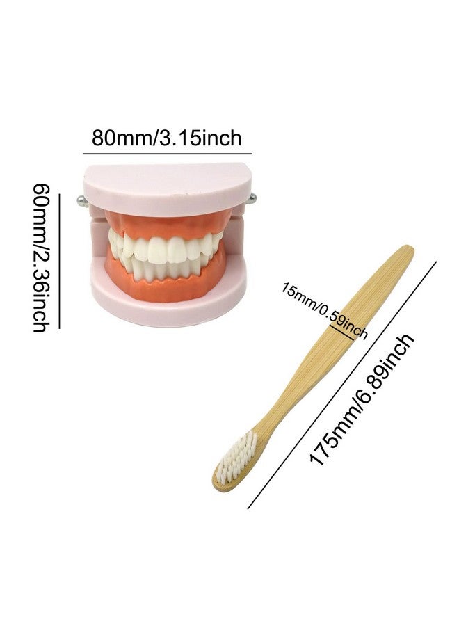 Honbay 1PCS Plastic Standard Teeth Model Adult Mouth Dental Demonstration Model with Toothbrush for Teaching Supplies and Clean Display - Image 2