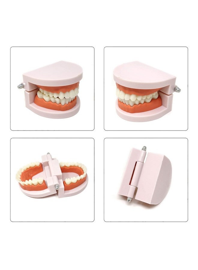 Honbay 1PCS Plastic Standard Teeth Model Adult Mouth Dental Demonstration Model with Toothbrush for Teaching Supplies and Clean Display - Image 3