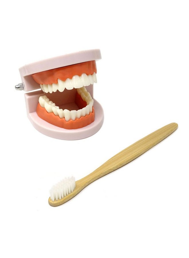 Honbay 1PCS Plastic Standard Teeth Model Adult Mouth Dental Demonstration Model with Toothbrush for Teaching Supplies and Clean Display - Image 1
