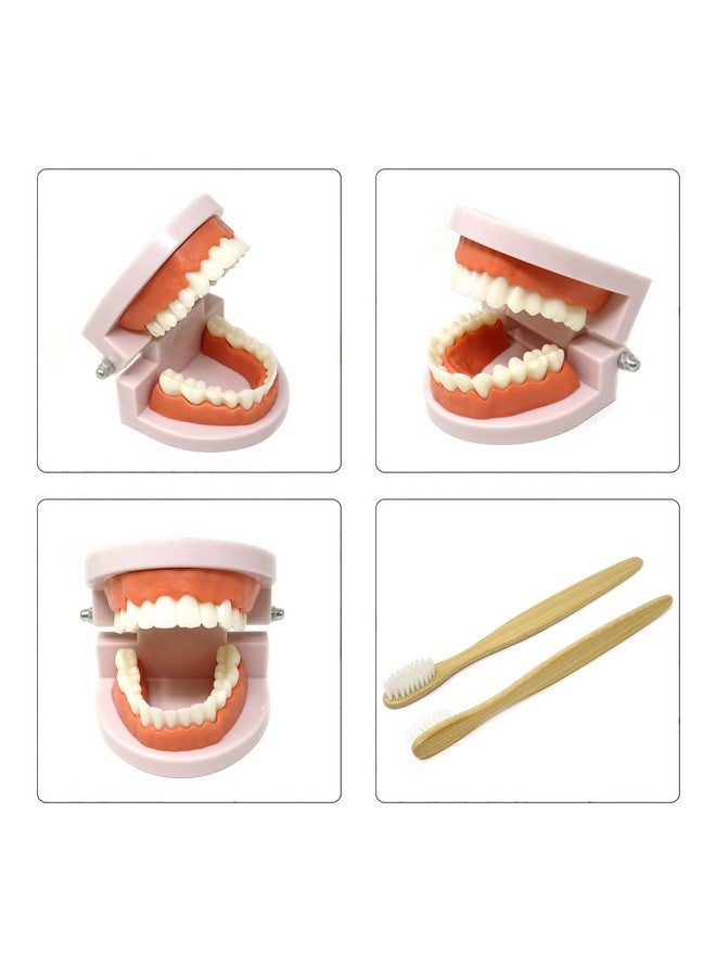 Honbay 1PCS Plastic Standard Teeth Model Adult Mouth Dental Demonstration Model with Toothbrush for Teaching Supplies and Clean Display - Image 4