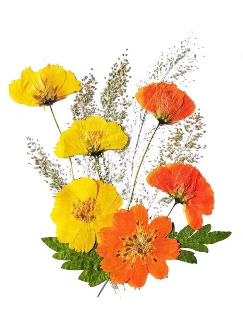 Dried Pressed Flowers for Crafts, Yellow and Orange Dried Flowers for Resin, Perfect for DIY Projects and Framed Wall Art, Natural Pressed Flowers, 36 Yellow and 24 Orange Pieces - Image 1