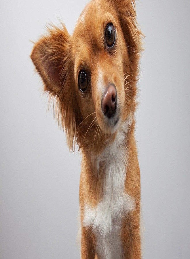 Pups&Pets Dog Choke Pet Nylon Half Chain Collar Half Choker Metal Dogs Collars Chains for Large Dogs (Red, 1.25 Inch) - Image 2