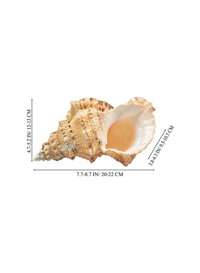 The Bros أصداف بحرية طبيعية كبيرة، قواقع محيطية ضخمة 7-8 بوصات، أصداف عملاقة مثالية لتزيين حفلات الزفاف، حفلات ذات طابع شاطئي، تزيين المنزل، الحرف اليدوية، أحواض السمك وجامعي الأصداف (اللون 5) - Image 3