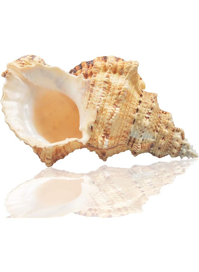 The Bros أصداف بحرية طبيعية كبيرة، قواقع محيطية ضخمة 7-8 بوصات، أصداف عملاقة مثالية لتزيين حفلات الزفاف، حفلات ذات طابع شاطئي، تزيين المنزل، الحرف اليدوية، أحواض السمك وجامعي الأصداف (اللون 5) - Image 1