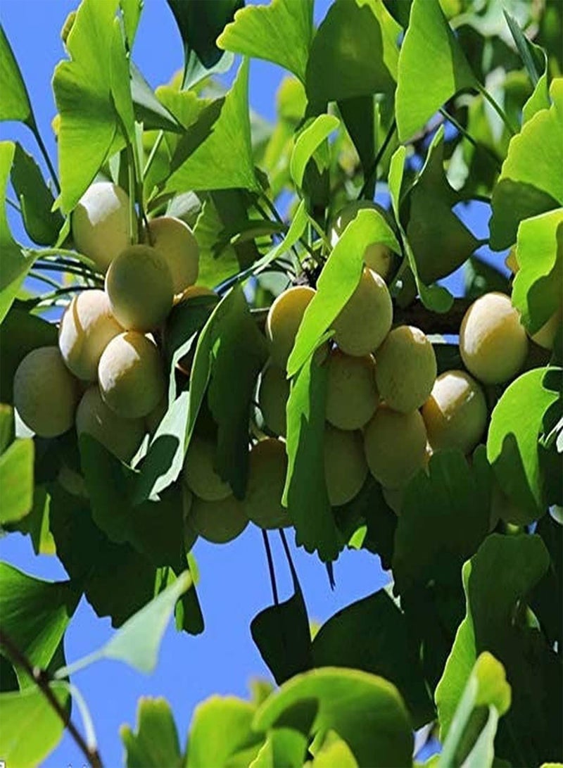 GGOOT 15Pcs Gingo Seeds Maidenhair Tree for Planting Outdoor Garden Courtyard Road Perennial Tree Seed Beautiful Leaves Suitable for Novice Gardeners - Image 1