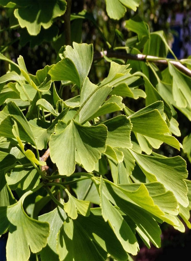 GGOOT 15Pcs Gingo Seeds Maidenhair Tree for Planting Outdoor Garden Courtyard Road Perennial Tree Seed Beautiful Leaves Suitable for Novice Gardeners - Image 3