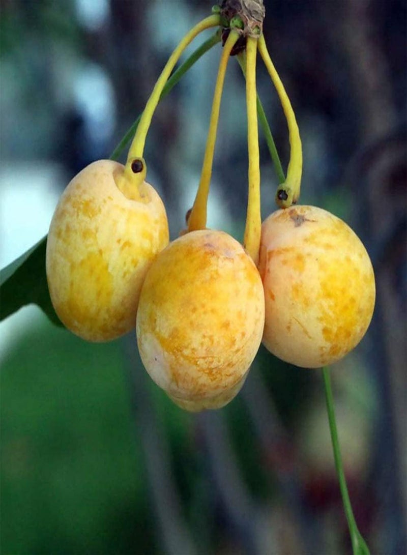 GGOOT 15Pcs Gingo Seeds Maidenhair Tree for Planting Outdoor Garden Courtyard Road Perennial Tree Seed Beautiful Leaves Suitable for Novice Gardeners - Image 2