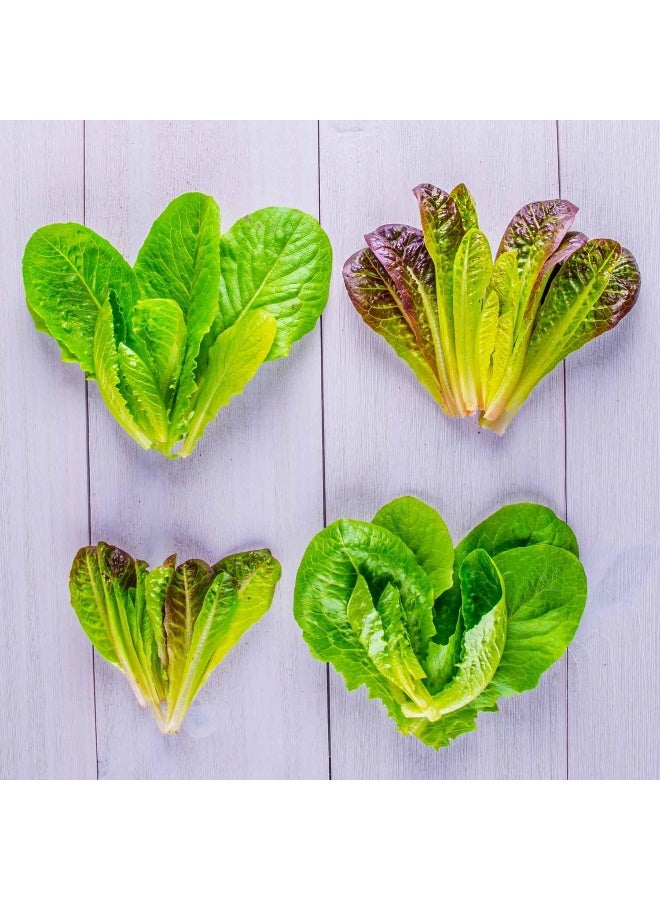 AeroGarden Mixed Romaine Seed Pod Kit (6-Pod)  - Image 4
