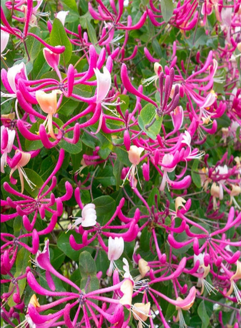 جي جوت 30 قطعة من بذور زهر العسل ذات شكل خاص ورائحة عطرية في الهواء الطلق وشرفة الفناء ونمو طبيعي وجذاب للتوقف والإعجاب بزراعة الحديقة الخارجية - Image 3