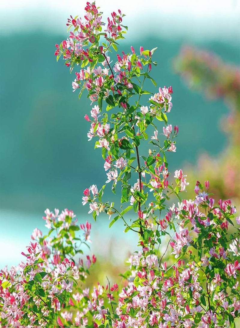 جي جوت 30 قطعة من بذور زهر العسل ذات شكل خاص ورائحة عطرية في الهواء الطلق وشرفة الفناء ونمو طبيعي وجذاب للتوقف والإعجاب بزراعة الحديقة الخارجية - Image 1