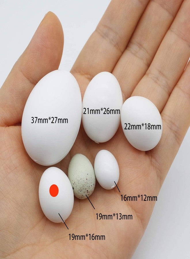 FOIBURELY 8 Pcs Solid Parrot Plastic Eggs Hatching Eggs Parrotlet，Budgie Parakeet，Diamond Dove Trick The Birds to Stop Laying Eggs, Fake Eggs（19mm*16mm） - Image 4