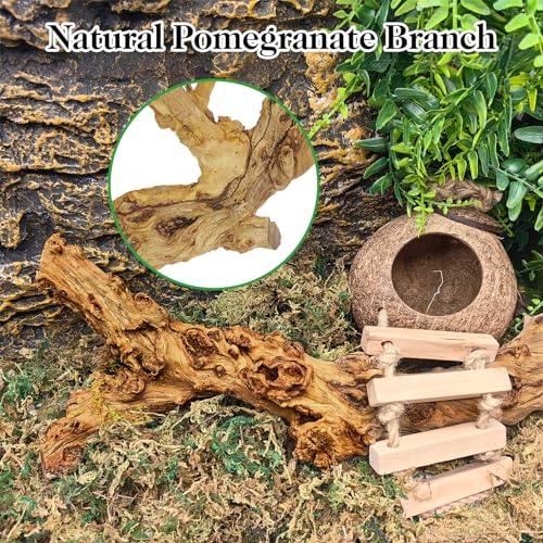 VCEPJH 2 Pack Reptile Wood Branches, Snake Climbing Branch Natural Bearded Dragon Log Tank Accessories Tree Trunk for Chameleon Gecko Snake Frog Spider - Image 4