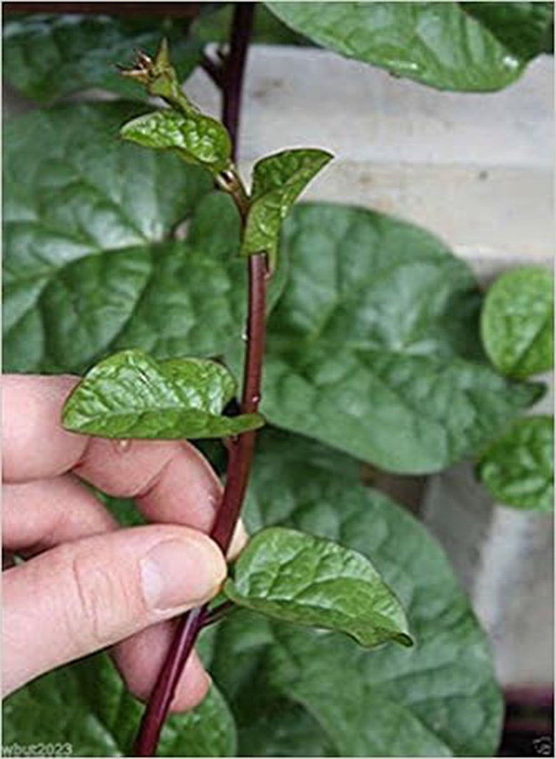 GGOOT Red  [Guyanese Thick Leaf Callaloo] Fast-growing Vine~100 Seeds  Binding