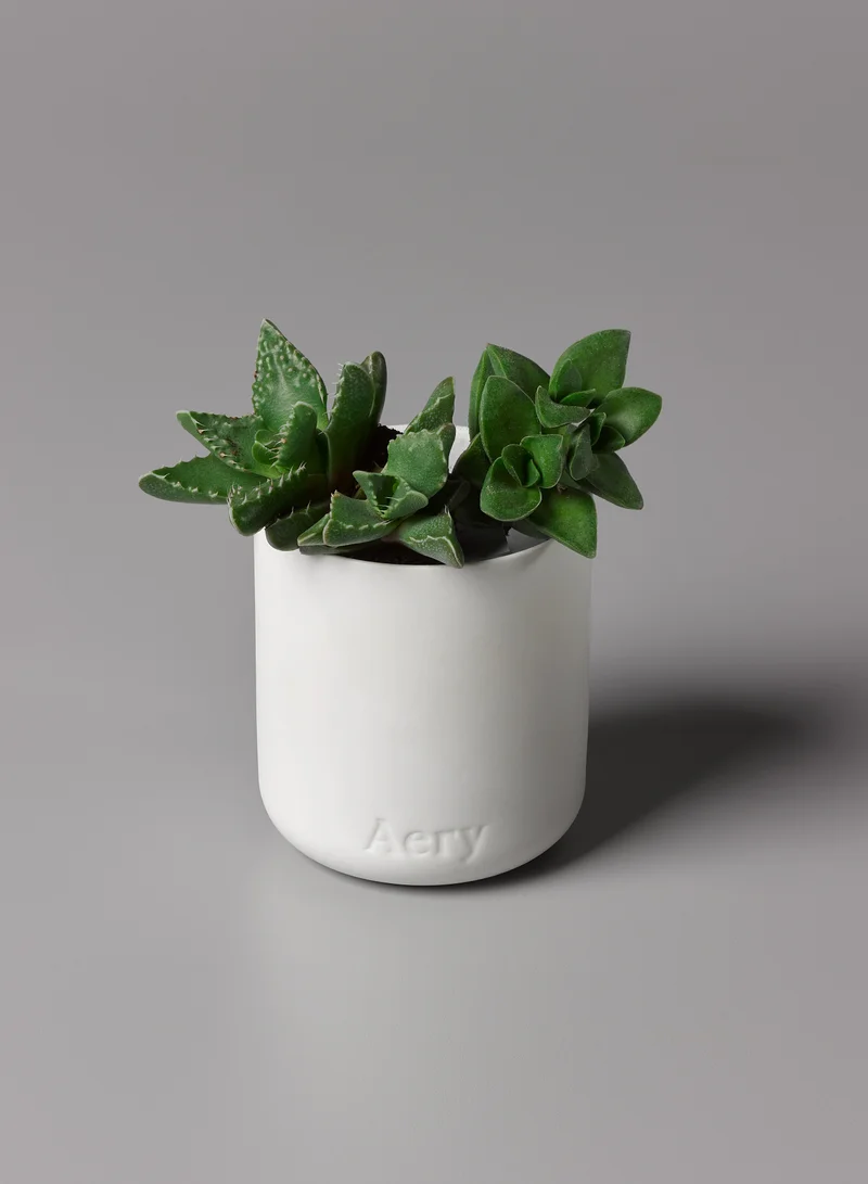 ايري ليفينج Nordic Cedar Candle