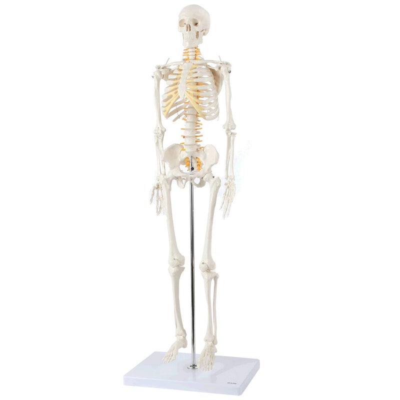 Axis Scientific Mini Human Skeleton Model with Metal Stand 31 Tall with Removable Arms and Legs Easy to Assemble Includes Detailed Product Manual for Study